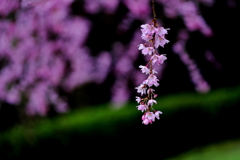 雨中の枝垂れ桜