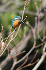 ん、やっぱ描写が違う・・・ ん、やっぱ描写が違う・・・