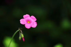 花弁