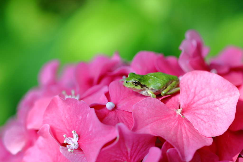 紫陽花ケロ