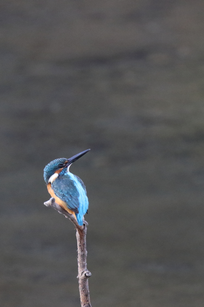 このポーズ好きです。