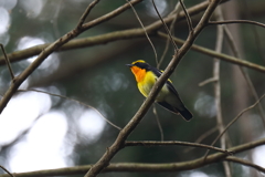 黄色い鳥