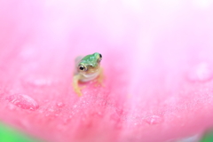 チビケロ 5