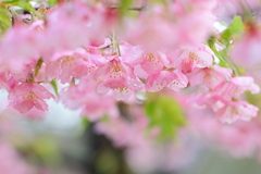 雨でしっとり桜色