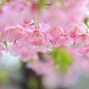 雨でしっとり桜色