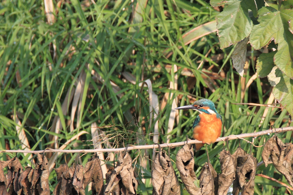 いつもの所・・・