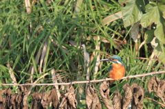 いつもの所・・・
