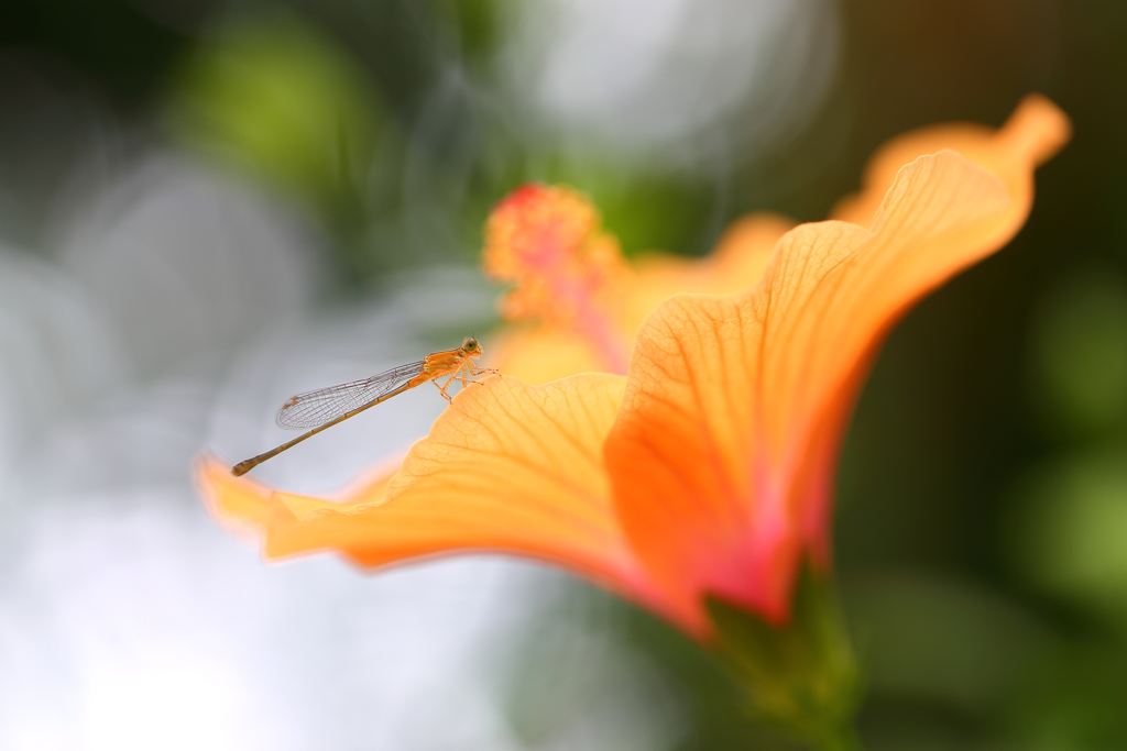 Orange&Orange