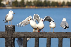 ユリカモメ 3