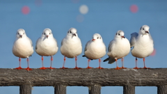 ユリカモメ 2