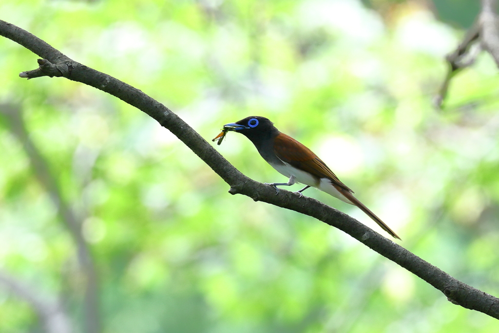 サンちゃん（幼鳥 2）