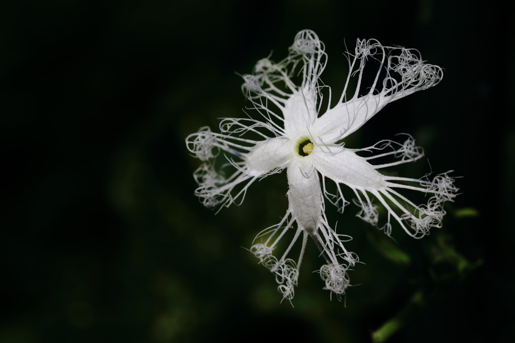 ヘビウリの花