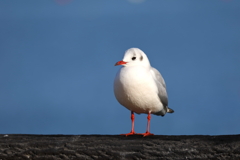 ユリカモメ 1