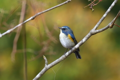 幸せの青い鳥 5