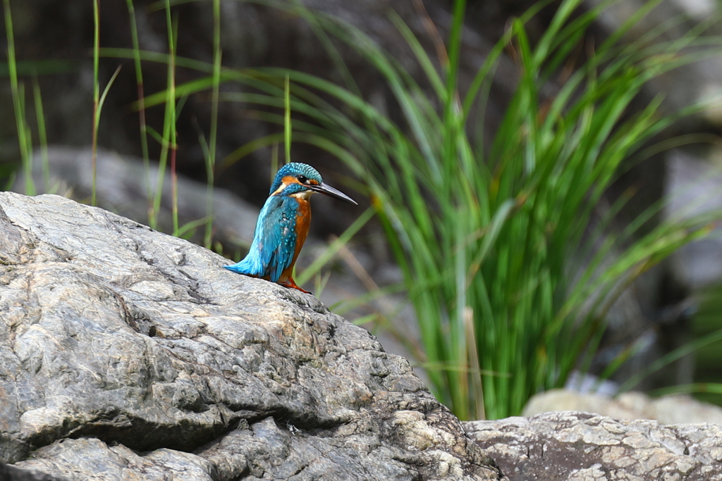 ペンギン座り