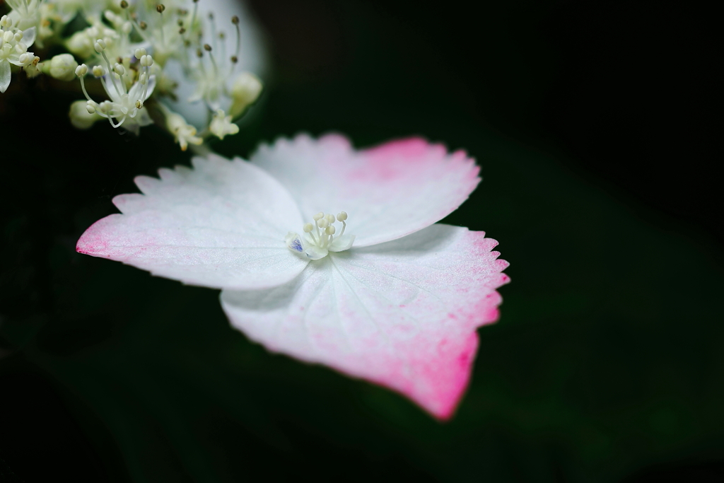 紫陽花