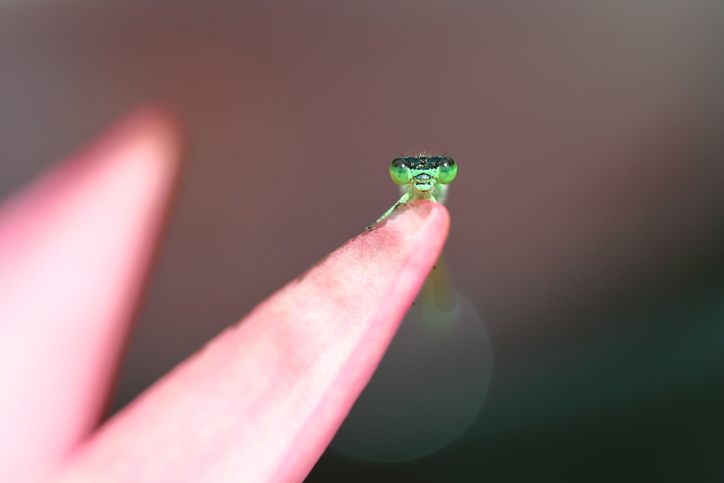 Green＆Pink