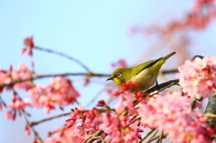 サクジロー