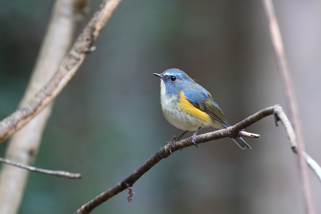 幸せの青い鳥 7