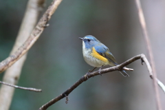 幸せの青い鳥 7