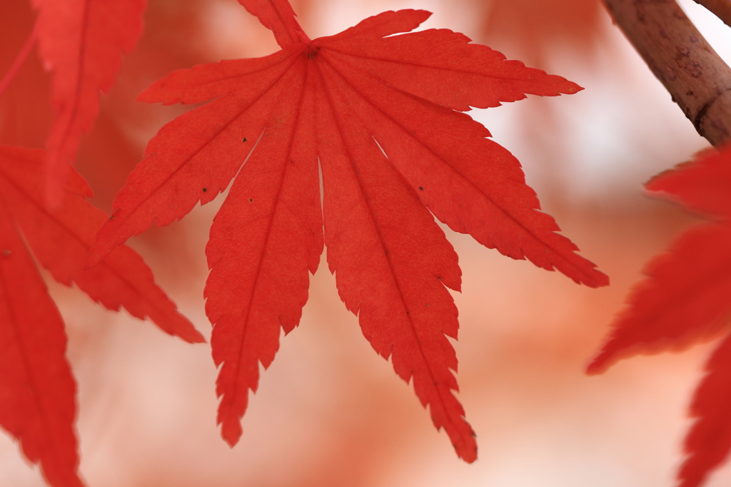 紅葉アップ 2