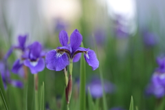 菖蒲（アヤメ）
