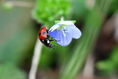 テントウ君とオオイヌノフグリ