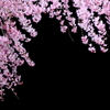 桜咲く 3