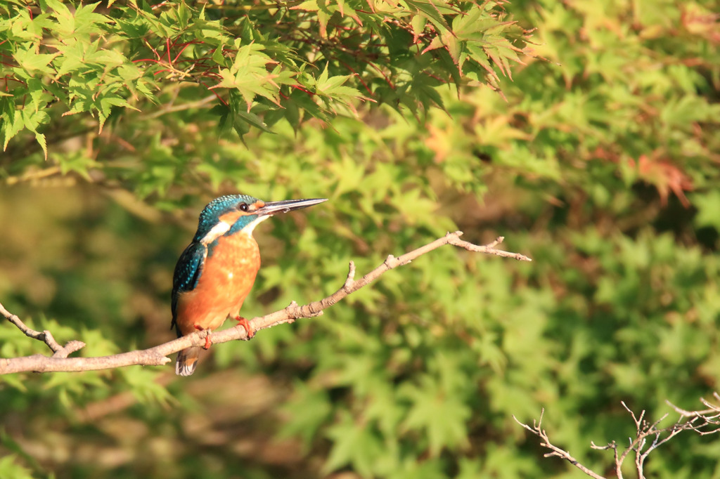 紅葉は少し早い