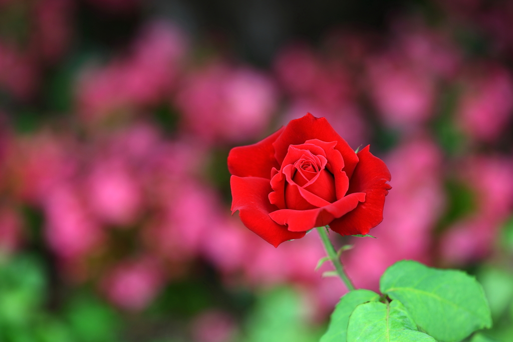 薔薇