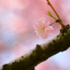 枝垂桜 1