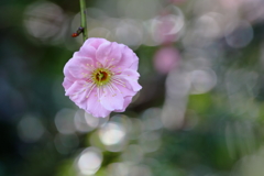春うらら