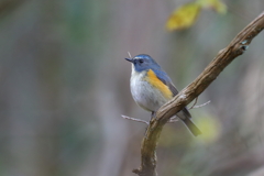 幸せの青い鳥 24