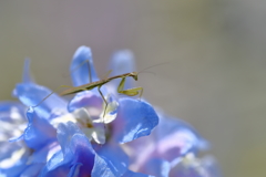 今年初カマキリ