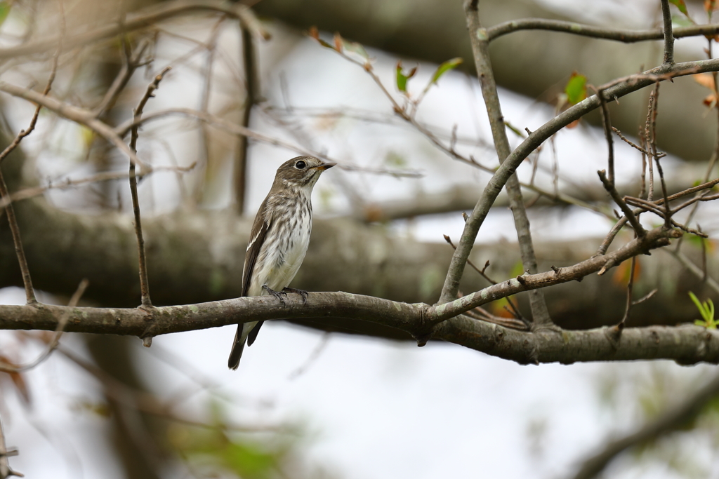 鳥さんを狙って