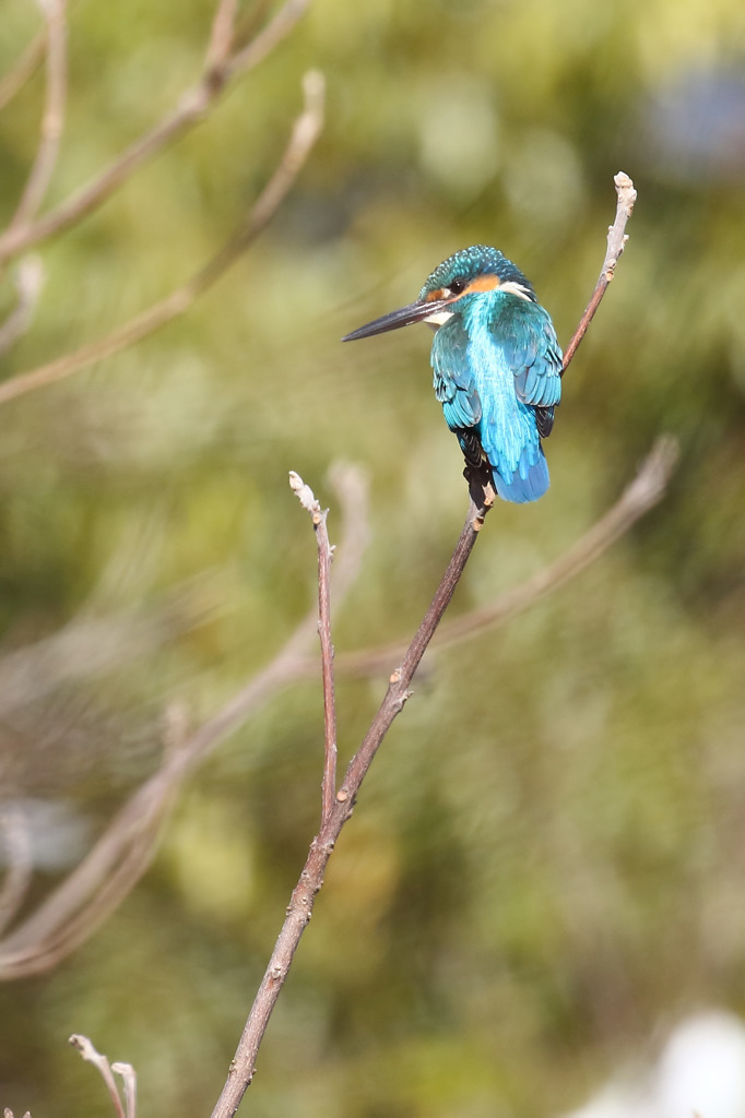 見返り野郎（公園編）