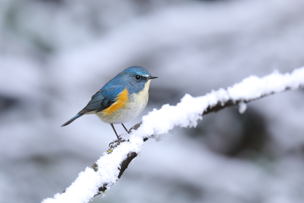雪ルリ 7
