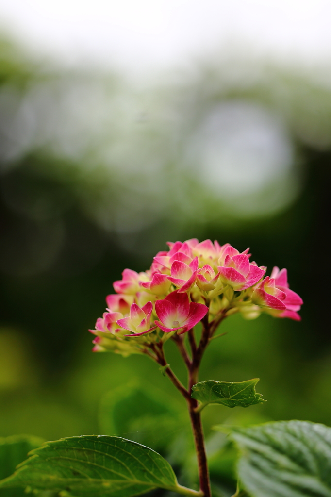 紫陽花の季節