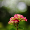 紫陽花の季節
