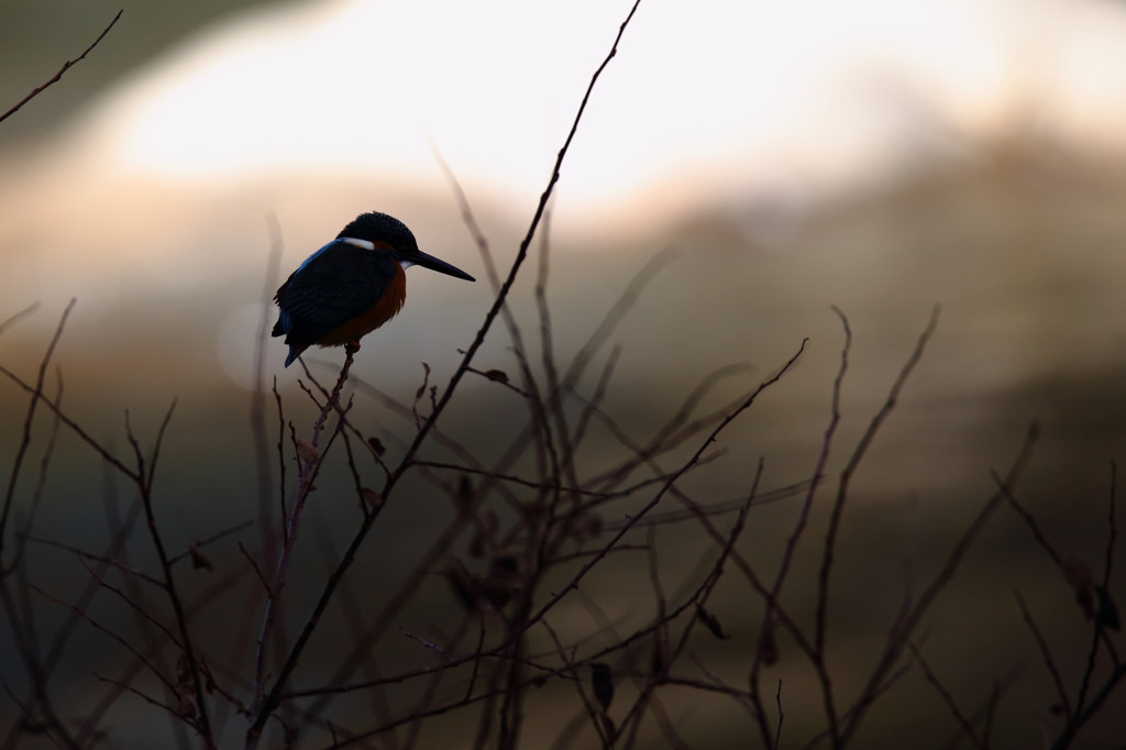 逆光もいいかも(^O^)