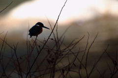逆光もいいかも(^O^)