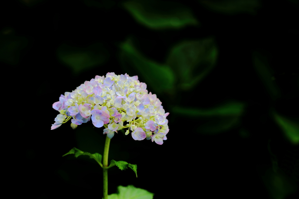 美