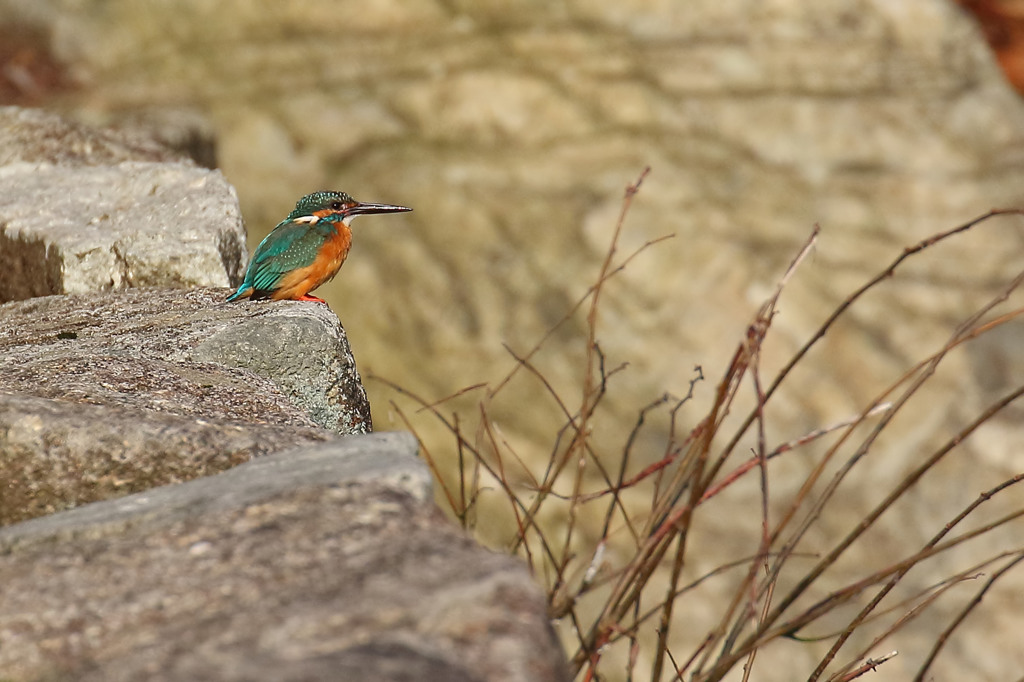 朝から違う子・・・