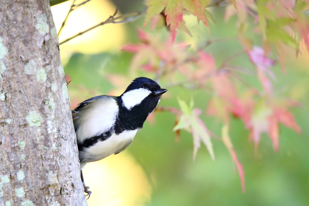 色づき始めた紅葉と