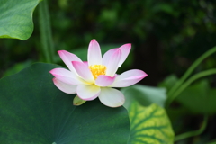 蓮