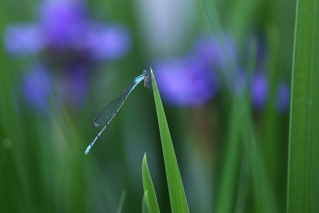 菖蒲の中