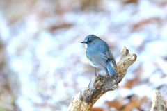 雪ルリ 4
