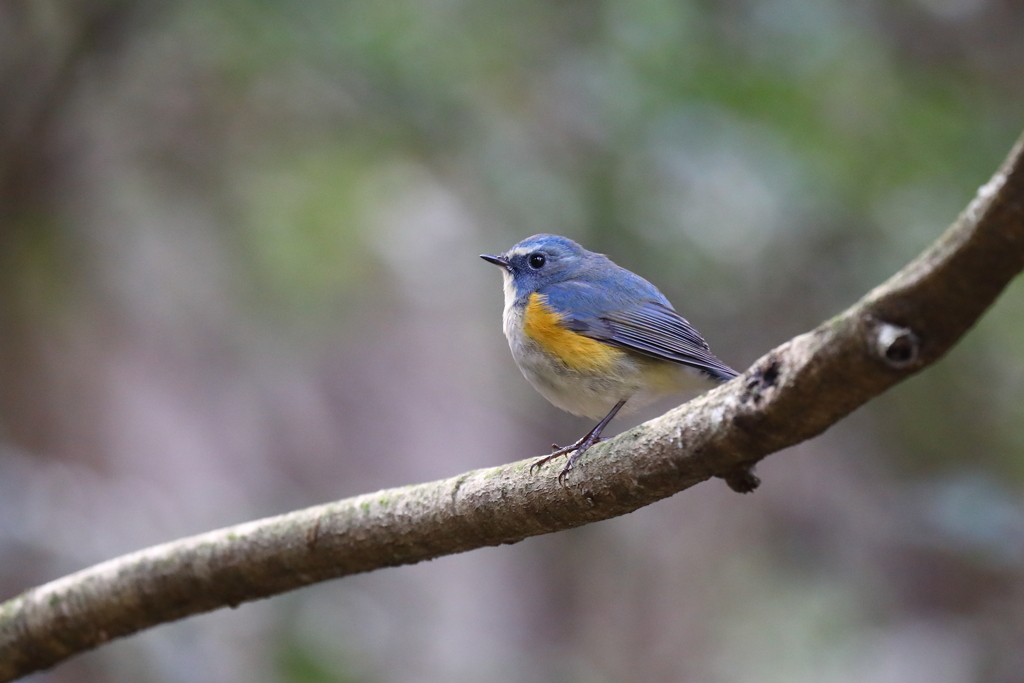 幸せの青い鳥 18