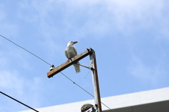 カラス