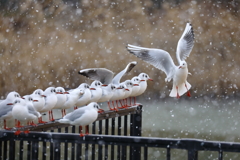 雪とカモメ